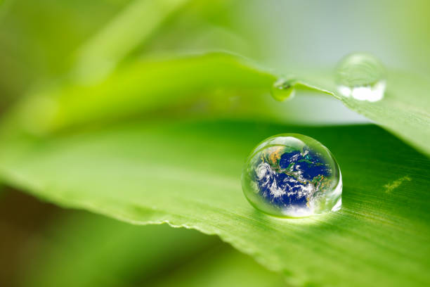 istock leaf with rain droplets, Recovery earth concept 691448620