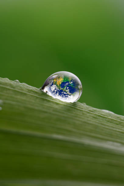 istock leaf with rain droplets, Recovery earth concept 691448712