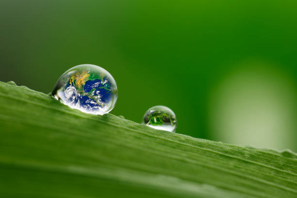 istock leaf with rain droplets, Recovery earth concept 691448820