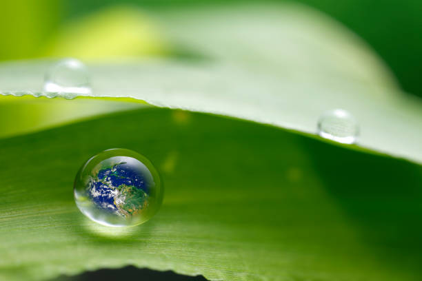 istock leaf with rain droplets, Recovery earth concept 691448930