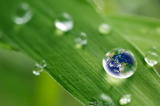 istock leaf with rain droplets, Recovery earth concept 691449040