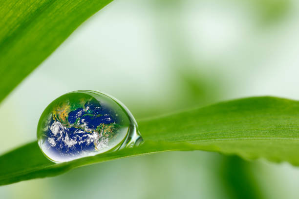 istock leaf with rain droplets, Recovery earth concept 691449154
