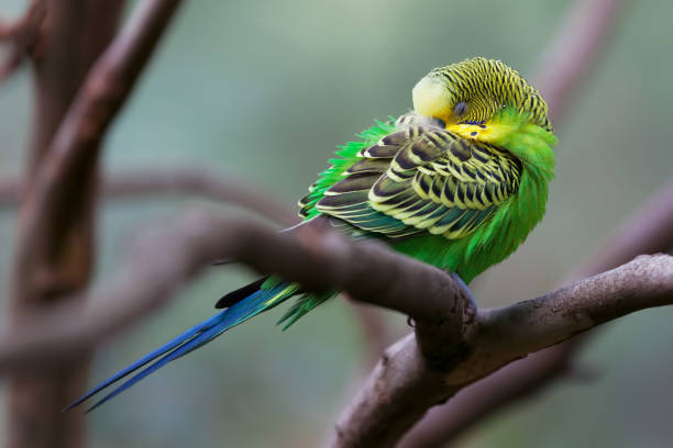 Budgerigar - song parrot perching and sleeping closeup Budgerigar - song parrot perching and sleeping closeup sleeping parrot stock pictures, royalty-free photos & images