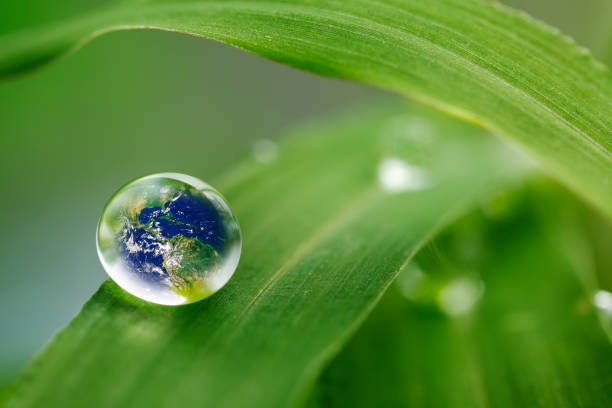 istock leaf with rain droplets, Recovery earth concept 691449398
