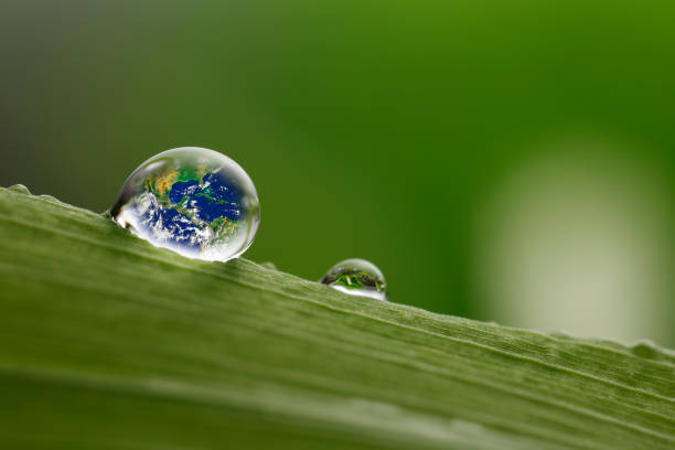 istock leaf with rain droplets, Recovery earth concept 691449446