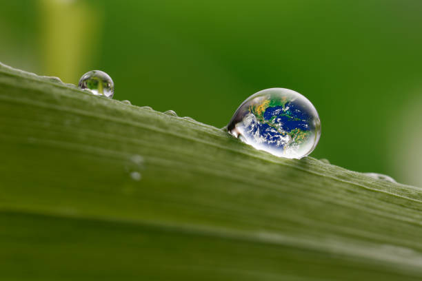 istock leaf with rain droplets, Recovery earth concept 691451976