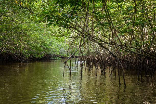 istock Mangrove in Indonesia 691452208