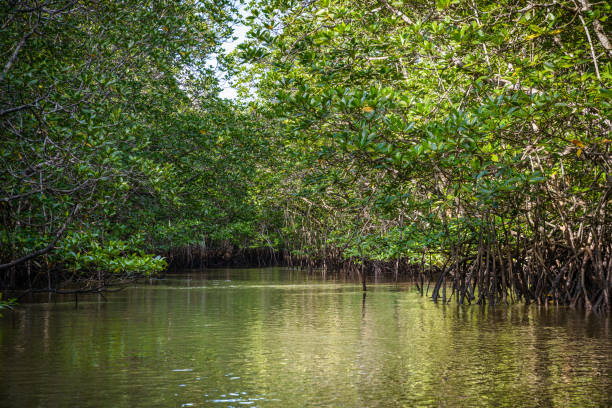 istock Mangrove in Indonesia 691452222