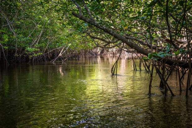 istock Mangrove in Indonesia 691452252
