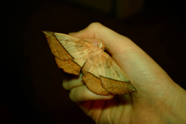 Anthelid Moth on a hand, at night, Queensland, Australia.