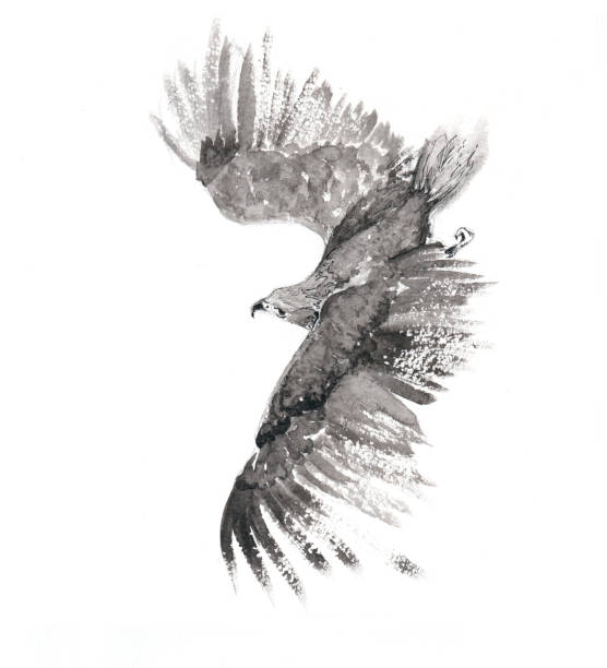 Flying Falcon picture soaring bird painted with ink on paper eagle bird illustrations stock illustrations