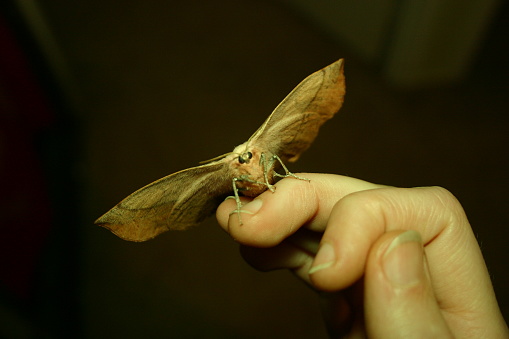 A large Anthelid Moth sitting on fingers. Night time, South-East Queensland, Australia.