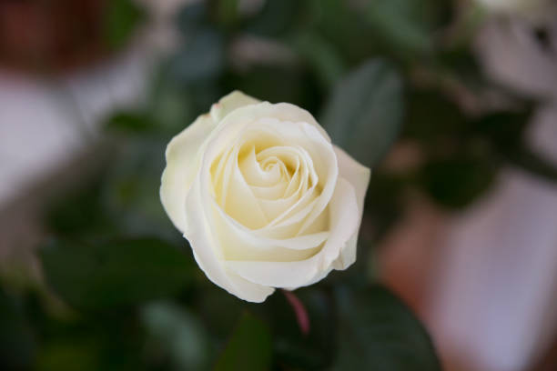 istock Wedding flowers, bouquet 691457874