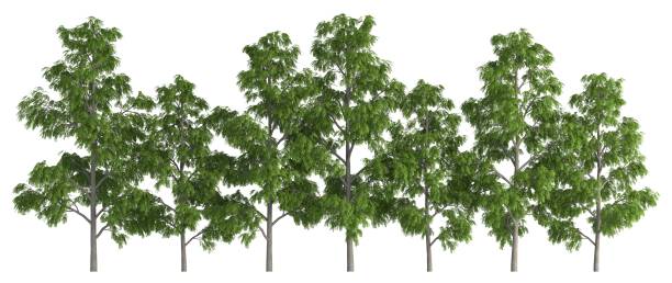 istock Trees in a row isolated on white 3d illustration 691460426