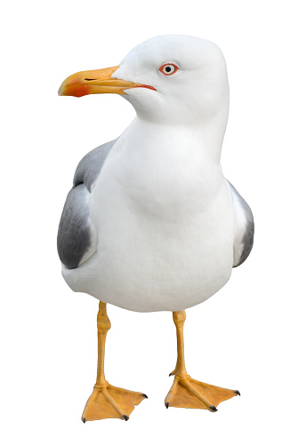 Curious seagull bird standing on its webbed feet and looking at camera, isolated on white background.