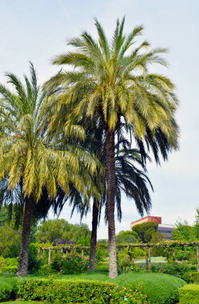 istock Palm trees in public garden 691464660