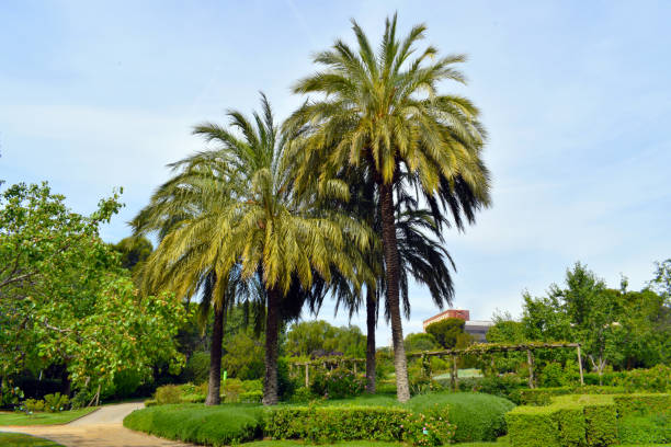 istock Palm trees in public garden 691464672