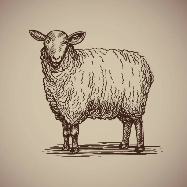 Sheep in sketch style. Sheep in sketch style. Vector illustration livestock drawn by hand. Farm animals on gray background. ewe stock illustrations
