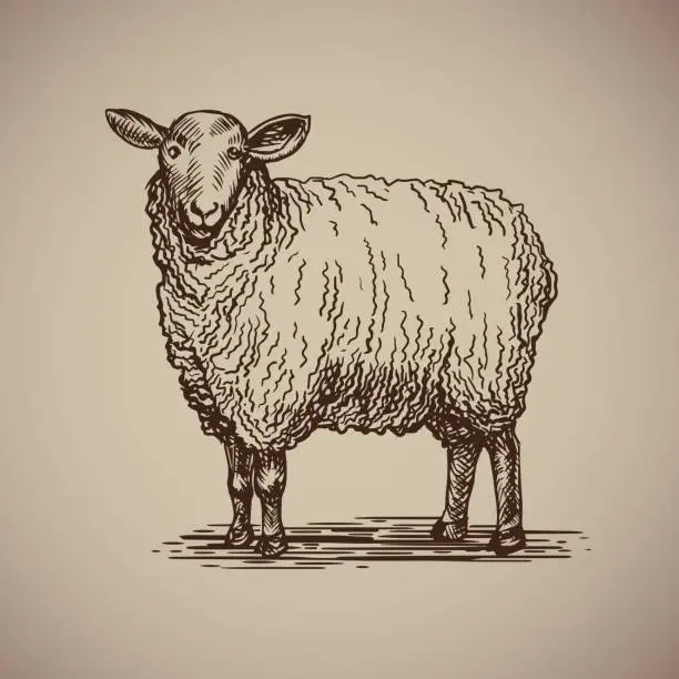 Vector illustration of Sheep in sketch style.