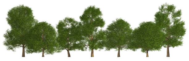 istock Trees in a row isolated on white 3d illustration 691468120