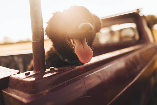 istock Dog in a pick-up truck 691468166