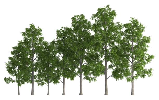 istock Trees in a row isolated on white 3d illustration 691468260