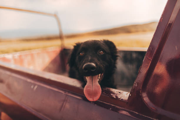 Photo of a little black dog riding in the back of pick-up truck.