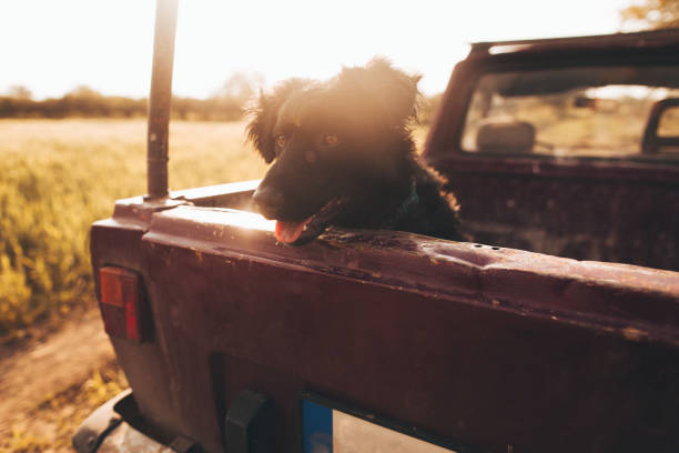 istock Dog in a pick-up truck 691471430