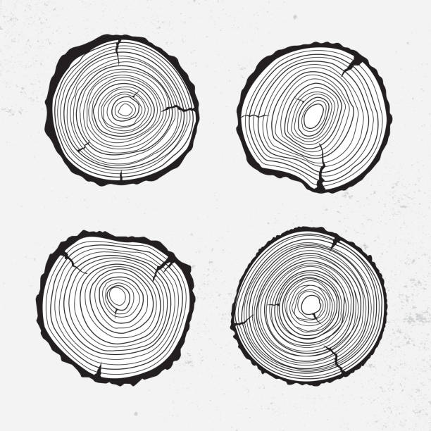 baumstamm querschnitt, line-design - tree ring stock-grafiken, -clipart, -cartoons und -symbole