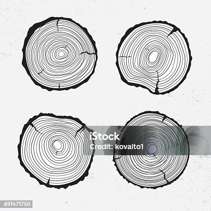 istock Tree trunk cross section, line design 691471750