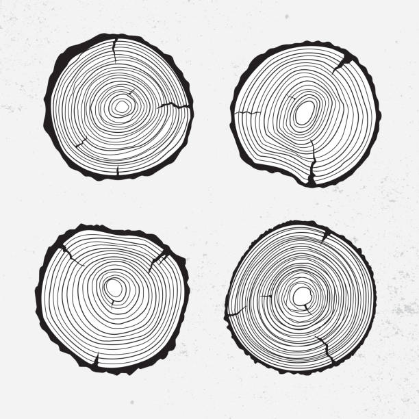 43,400+ Tree Section Stock Illustrations, Royalty-Free Vector Graphics ...