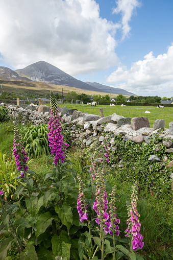 Croagh Patrick on a sunny day, with purple foxgloves and stone wall in forgeground
