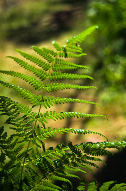 istock Fern illuminated by ray of light deep in a dark forest, Divcibare mountain 691482774