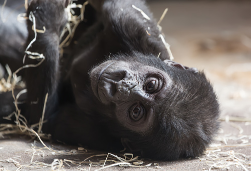 Cute little gorilla baby resting on the ground.