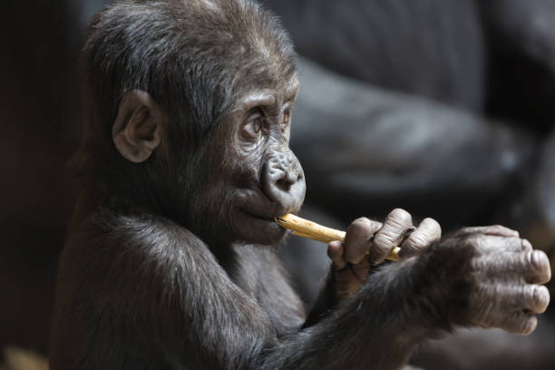 Cute little gorilla baby plays with a stick