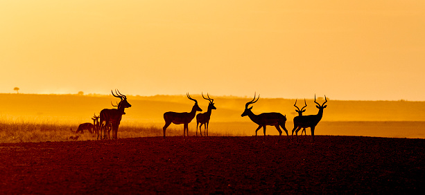 A group of Impala standing on a mound in the Masai Mara, Kenya.