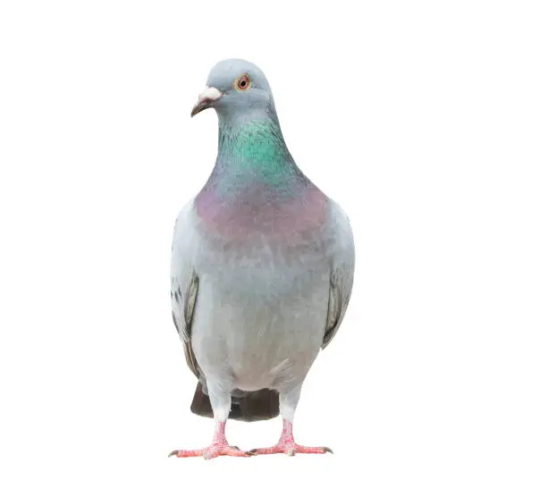 Photo of portrait full body of speed racing pigeon bird isolate white background