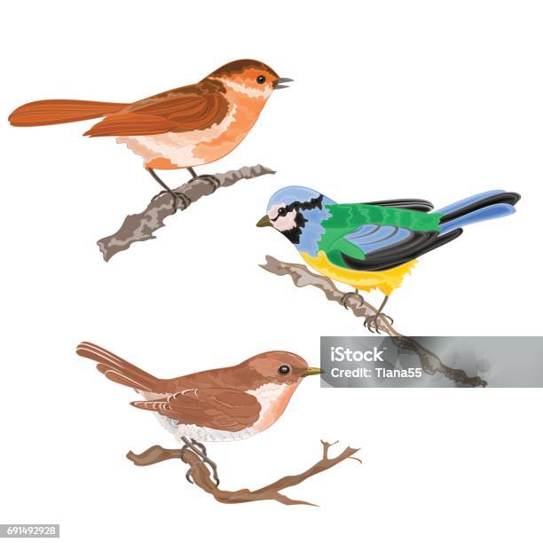 Singing Birds On Branches Warbler Titmouse Sparrow Vintage Hand Draw Set One Vector Stock Illustration - Download Image Now
