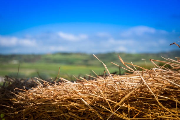 Dry nest for straw birds on a tree