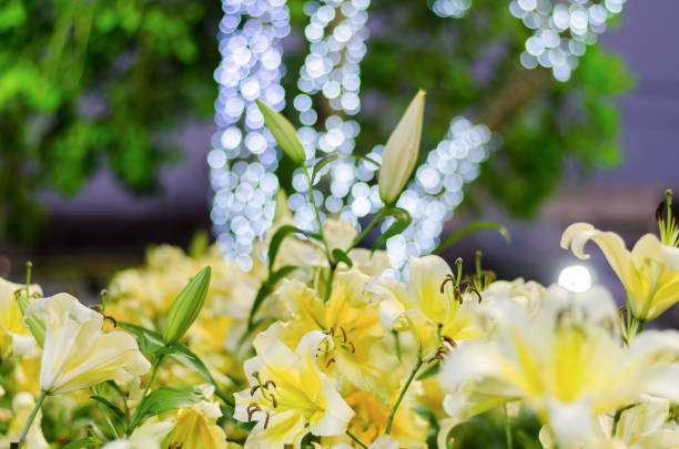 Yellow lily flower blossom in the night with bokeh background