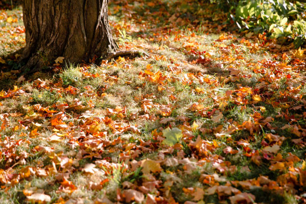 The Beauty Of Autumn stock photo