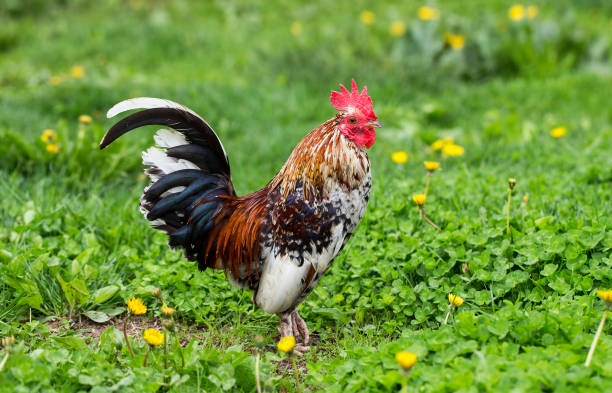 istock Happy rooster in the garden starring at camera 691507534