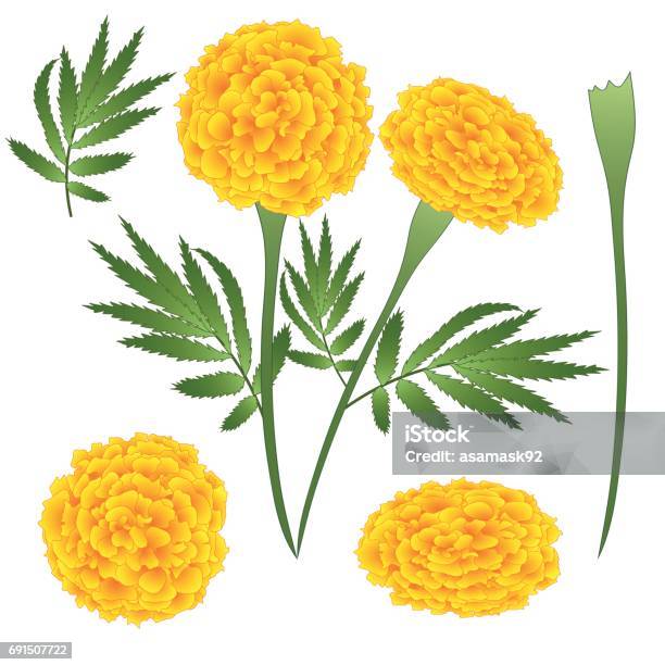 Hoa Cúc Vạn Thọ Tagetes Minh Họa Vector Bị Cô Lập Trên Nền Trắng Hình minh họa Sẵn có - Tải xuống Hình ảnh Ngay bây giờ - iStock Hoa Cúc Vạn Thọ Tagetes Minh Họa Vector Bị Cô Lập Trên Nền Trắng Hình Minh Họa Sẵn Có - Tải Xuống Hình Ảnh Ngay Bây Giờ - Istock
