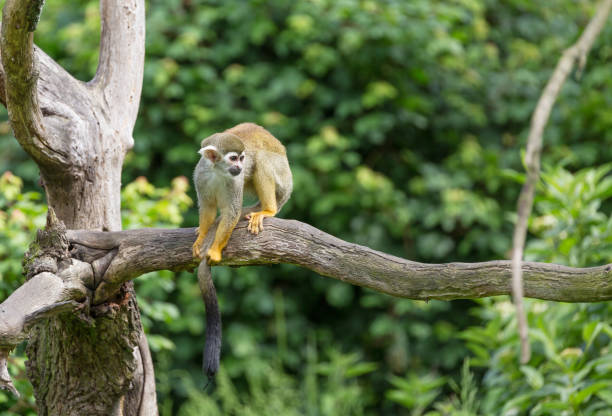istock Portrait of squirrel monkey Saimiri sciureus sitting on a tree branch 691508134