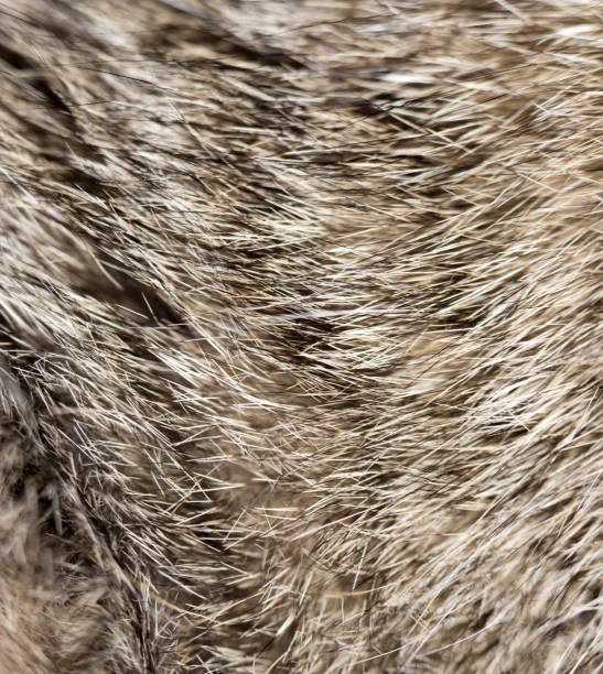 istock background of fur animal 691508596