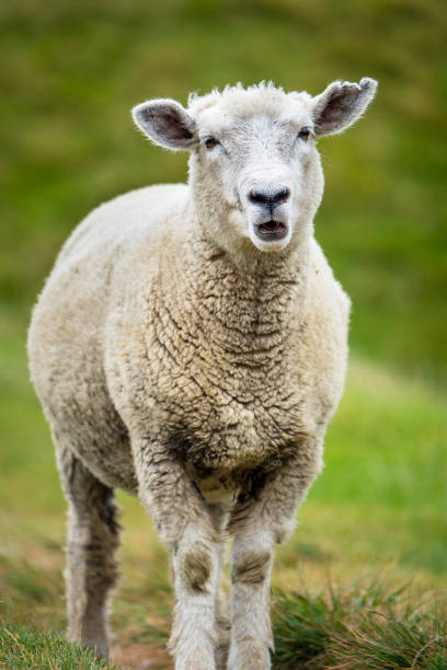 istock sheep in New Zealand 691508696