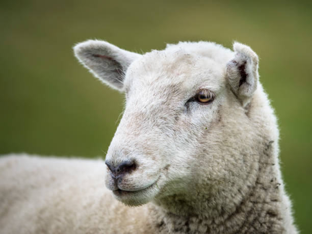 istock sheep in New Zealand 691508972