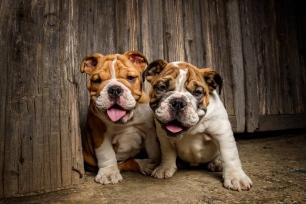 English bulldog puppies outdoors