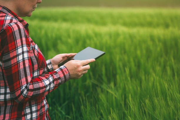 istock Female farmer using tablet computer in wheat crop field 691511514