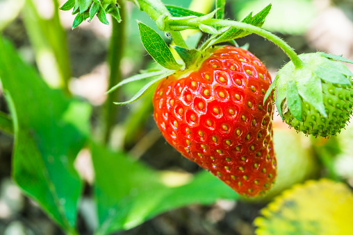 red and green strawberry - closeup